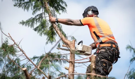 57 When Do You Need Tree Trimming in