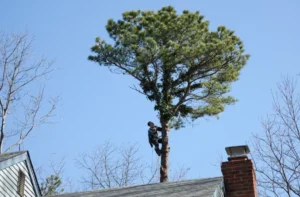 58 When Do You Need Tree Trimming in