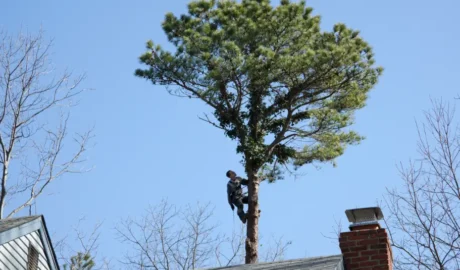 58 When Do You Need Tree Trimming in