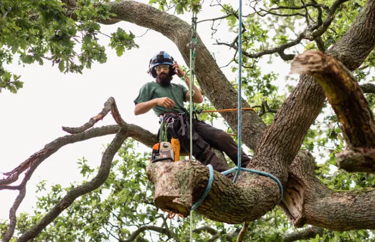 59 When Do You Need Tree Trimming in
