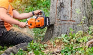 66 1 When Do You Need Tree Trimming in