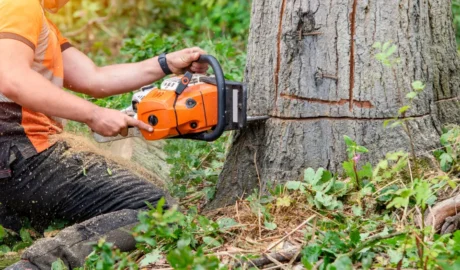 66 1 When Do You Need Tree Trimming in