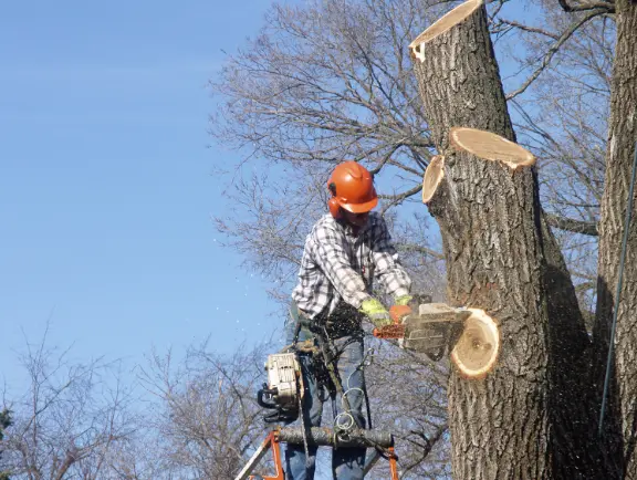 67 When Do You Need Tree Trimming in