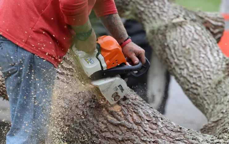 68 1 When Do You Need Tree Trimming in