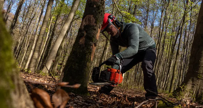 69 When Do You Need Tree Trimming in