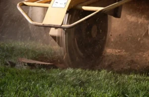 70 When Do You Need Tree Trimming in