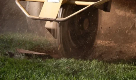 70 When Do You Need Tree Trimming in