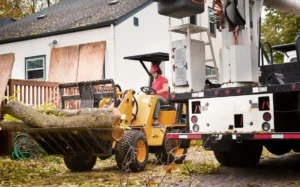 71 1 When Do You Need Tree Trimming in