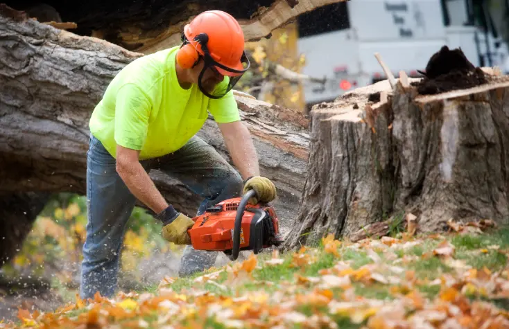 72 When Do You Need Tree Trimming in
