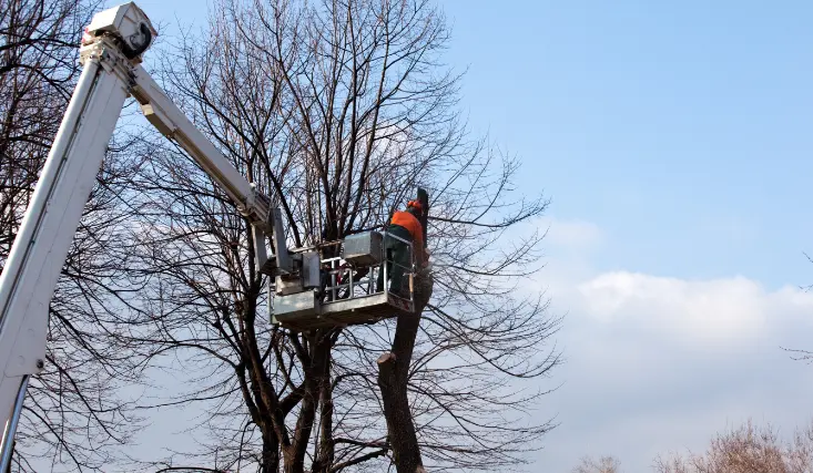 73 When Do You Need Tree Trimming in