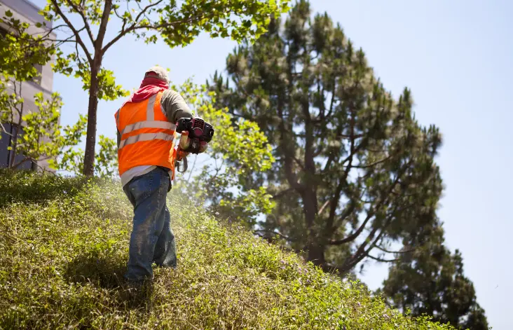 74 When Do You Need Tree Trimming in