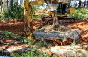 75 When Do You Need Tree Trimming in