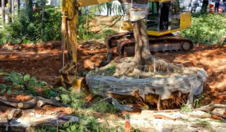 75 When Do You Need Tree Trimming in