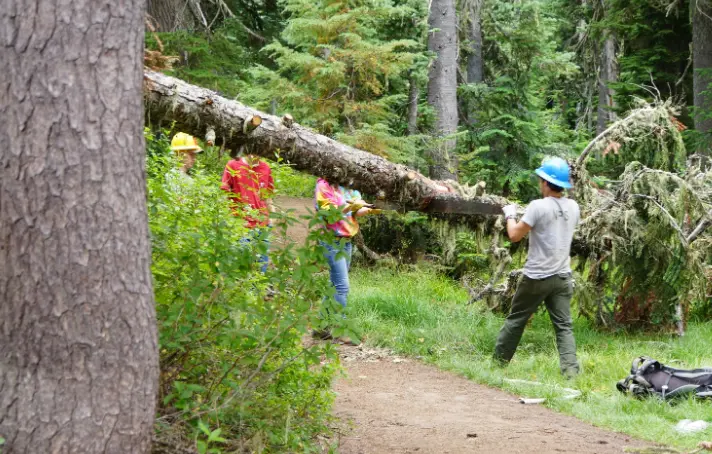 76 When Do You Need Tree Trimming in