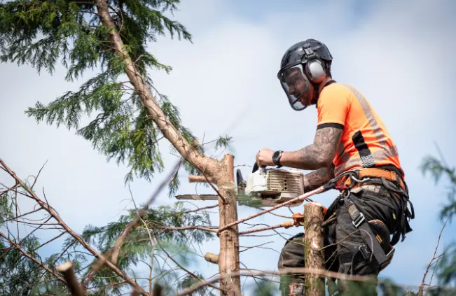 77 When Do You Need Tree Trimming in