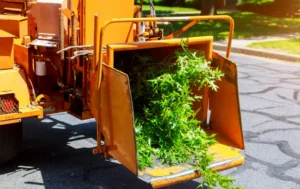 78 When Do You Need Tree Trimming in