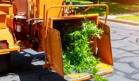 78 When Do You Need Tree Trimming in