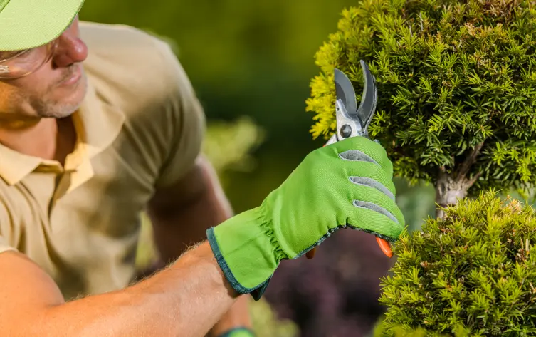 80 When Do You Need Tree Trimming in