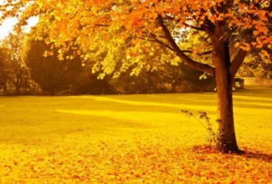 81 When Do You Need Tree Trimming in