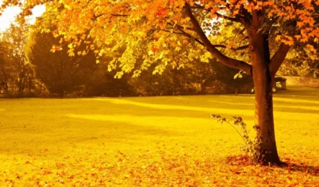 81 When Do You Need Tree Trimming in