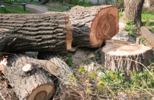 85 When Do You Need Tree Trimming in