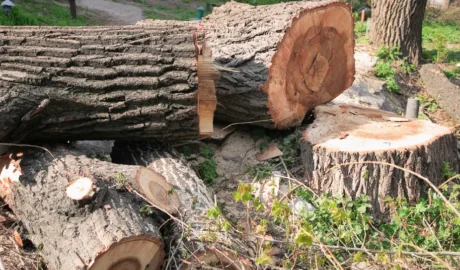 85 When Do You Need Tree Trimming in