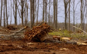 89 When Do You Need Tree Trimming in