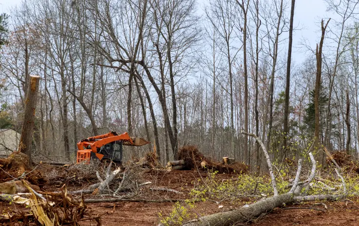 92 1 When Do You Need Tree Trimming in