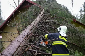 emergency tree removal services.