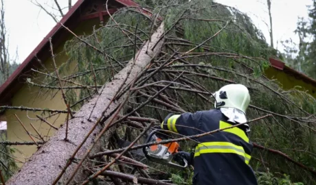 emergency tree removal services.