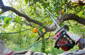 95 1 When Do You Need Tree Trimming in