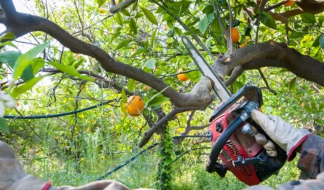 95 1 When Do You Need Tree Trimming in