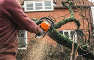 Emergency tree service in Albany, NY