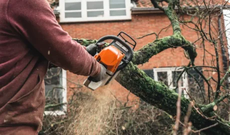 Emergency tree service in Albany, NY
