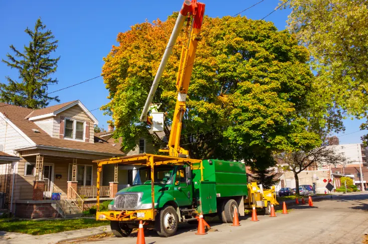 162 When Do You Need Tree Trimming in