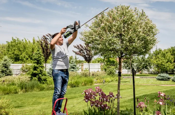 165 When Do You Need Tree Trimming in