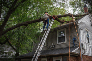 History, Techniques, & Care