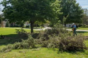 Tree Preservation in Kearsarge