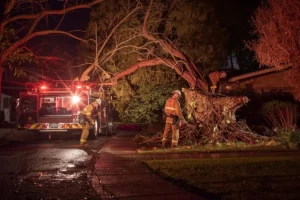 203 expert tree advice