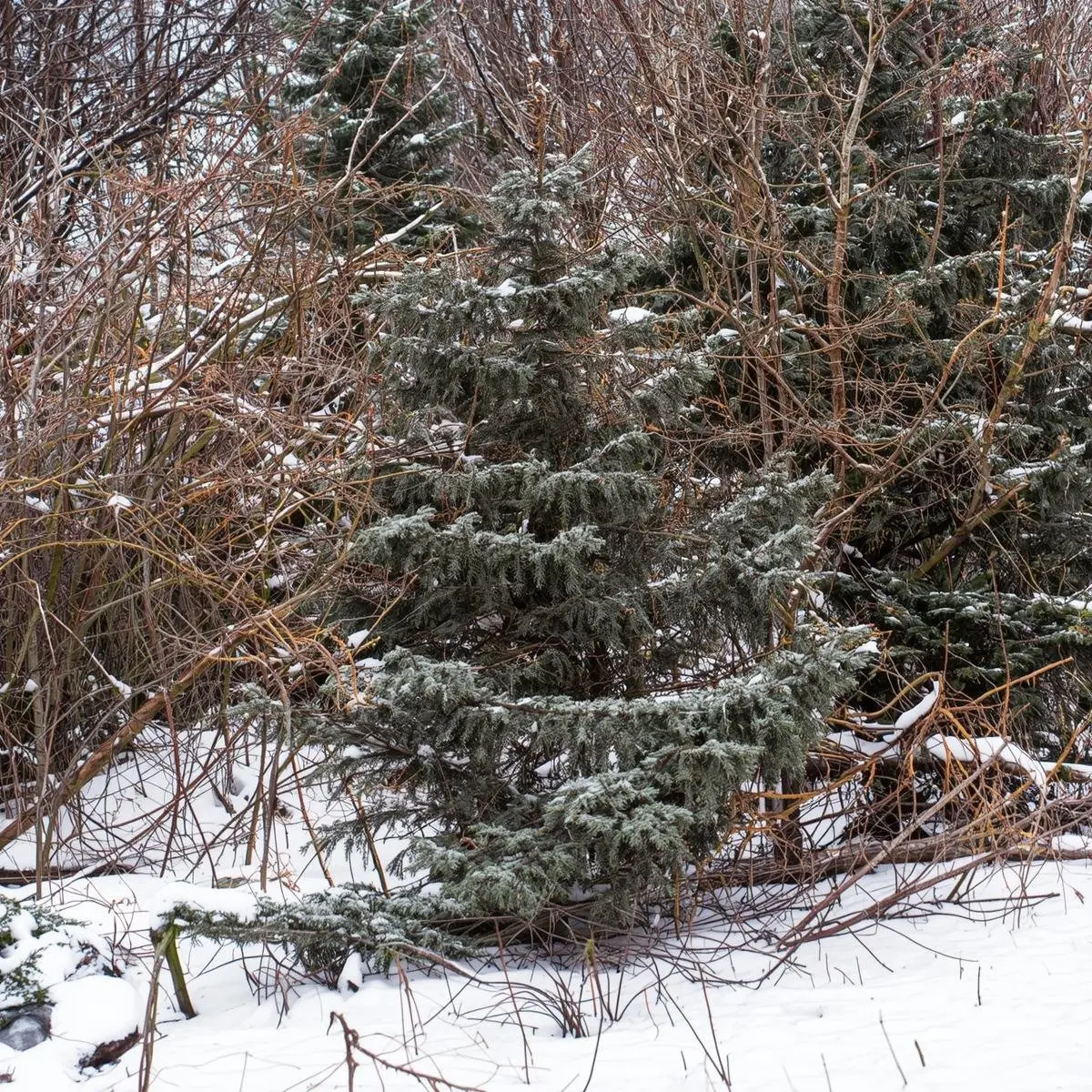 Arborist trimming evergreen shrubs in fall to prepare for winter