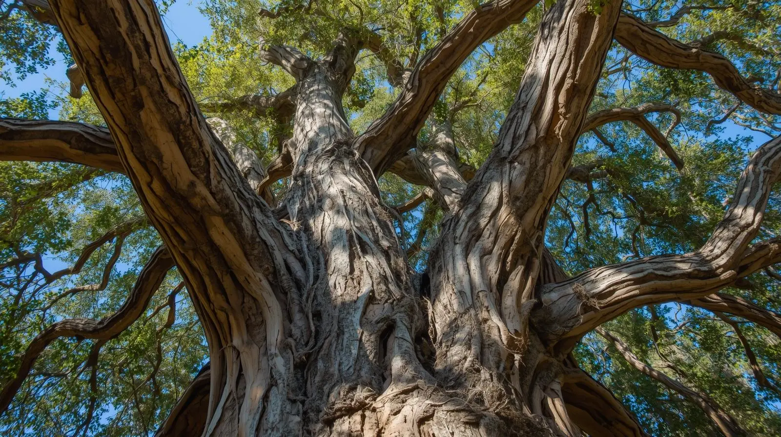 Moore Tree Solutions: Expert Care, Removal, and Storm Recovery in Oklahoma