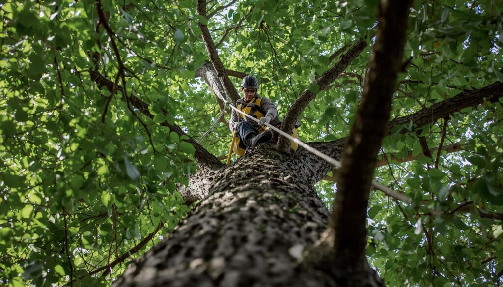 tree service Omaha NE