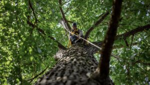 tree service Omaha NE
