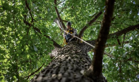 tree service Omaha NE