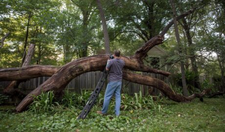 tree service Omaha NE