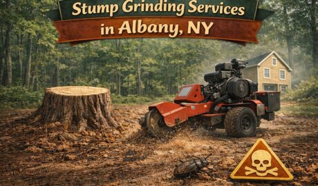 Stump Grind Albany NY