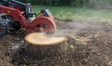 stump grind albany ny