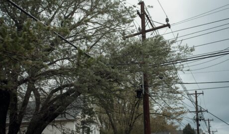 Emergency Tree Service Albany NY