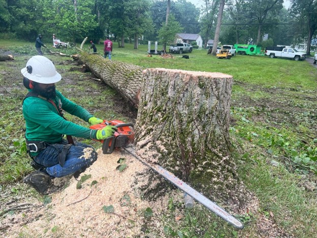 Professional tree cutting crew working safely with proper equipment in Binghamton