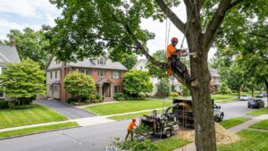 Best tree removal near New Scotland NY